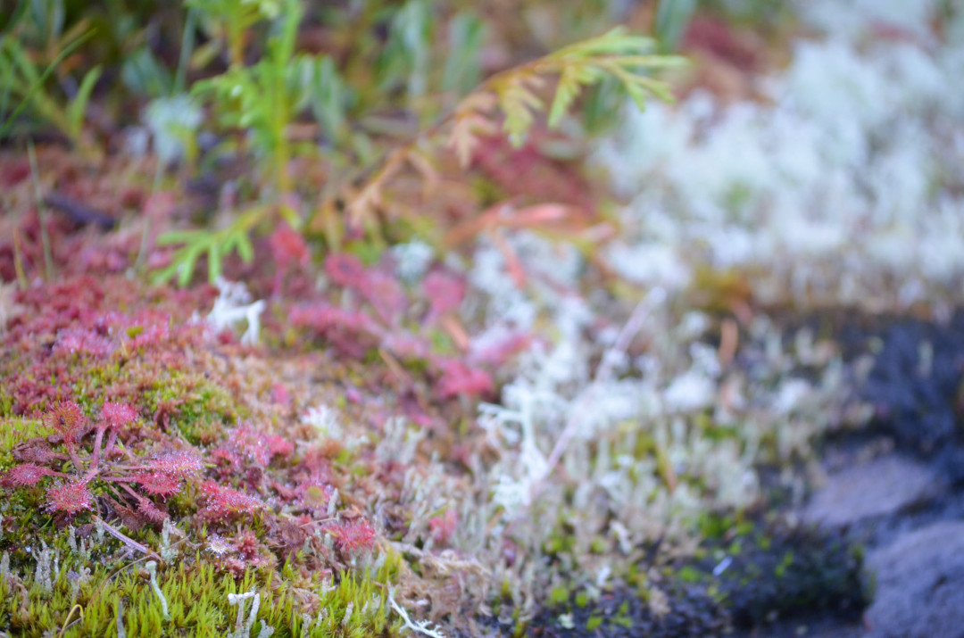 Common Sundew