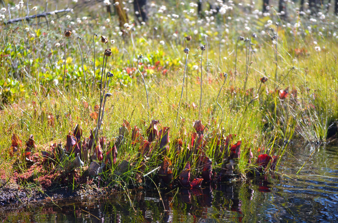 Purple pitcher plant