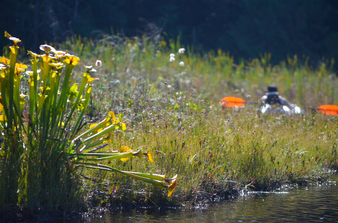 Yellow pitcher plant